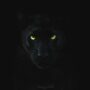 96f8473cd0_50159937_panthere-noire