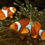 fsAmphiprion_ocellaris_(Clown_anemonefish)